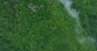 Dik bir yamacı kaplayan yemyeşil tropikal ormanın yoğun hava manzarası.