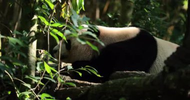 Dev panda kara yaprakların arasında dinleniyor ve bir ormanda benekli güneş ışığı..