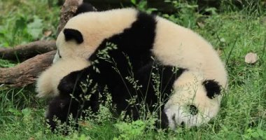 Hayvanat bahçesinde tembel pandalar, hayvan avcılığı. 