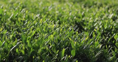 Taze yeşil yapraklı taze, canlı bitkiler sıcak güneş ışığında büyüyor..