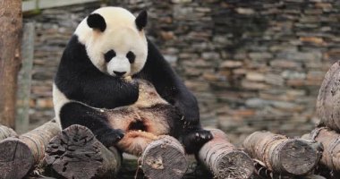 Dev panda tahta kütüklerin üzerinde dik oturur, patileriyle yemek yer ve tutar..