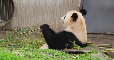 Dev panda habitat videosunda oturup bambu çubuğu yemekten zevk alıyor..