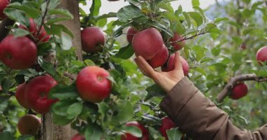 El meyve bahçesindeki bir ağaç dalına asılı büyük kırmızı bir elma koparmak için uzanır..