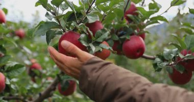El meyve bahçesindeki bir ağaç dalına asılı büyük kırmızı bir elma koparmak için uzanır..