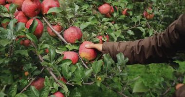 El meyve bahçesindeki bir ağaç dalına asılı büyük kırmızı bir elma koparmak için uzanır..