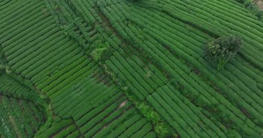 Düzgünce organize edilmiş çay sıraları ve yolları olan yemyeşil çay tarlalarının havadan görünüşü.
