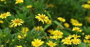 Küçük, parlak sarı papatya gibi çiçekler yemyeşil yaprakların arasında açar..