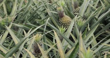 Olgunlaşmamış ananaslar, büyük bir tropikal tarlada yeşil dikenli yapraklarının arasında yetişiyor..