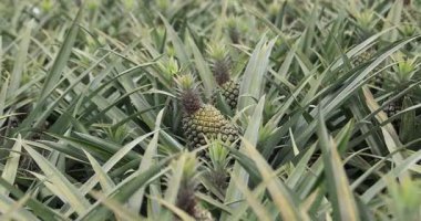 Olgunlaşmamış ananaslar, büyük bir tropikal tarlada yeşil dikenli yapraklarının arasında yetişiyor..