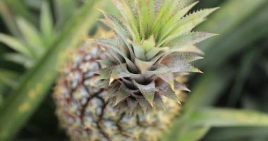 Olgunlaşmamış ananaslar, büyük bir tropikal tarlada yeşil dikenli yapraklarının arasında yetişiyor..