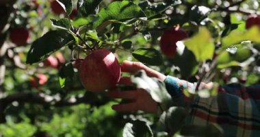 İnsan eli ağaç dalından elma topluyor. 
