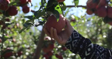 İnsan eli ağaç dalından elma topluyor. 