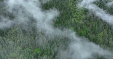 Hava görüntüsü, yoğun, koyu yeşil kozalaklı bir ormanın üzerinde yuvarlanan sis ve bulutları gösteriyor..