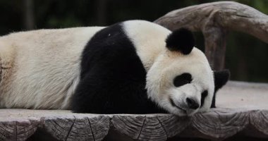 Devasa bir pandanın yakın plan çekimi. Kaba ahşap bir platformda huzur içinde uzanıp dinleniyor..