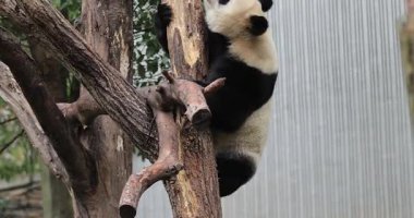 Yakından bakınca dev bir pandanın tahta bir platformda küçük bir parça yiyeceği elinde tuttuğunu görüyoruz..