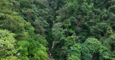 Dar şelale, yoğun yeşil ormanlarla çevrili kayalık bir vadiden aşağı dökülüyor..