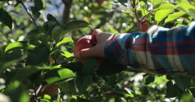 Kırmızı elmalar ağaçta asılı. Erkek eli daldan meyve topluyor. 