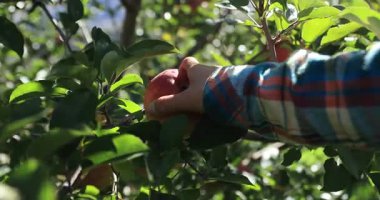 Kırmızı elmalar ağaçta asılı. Erkek eli daldan meyve topluyor. 