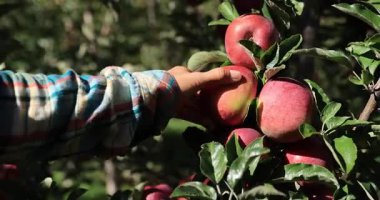 Kırmızı elmalar ağaçta asılı. Erkek eli daldan meyve topluyor. 