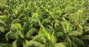 Gökyüzü manzarası yoğun, yemyeşil tropikal orman tepe örtüsüne bakıyor..