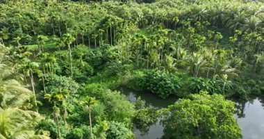 Gökyüzü manzarası yoğun, yemyeşil tropikal orman tepe örtüsüne bakıyor..