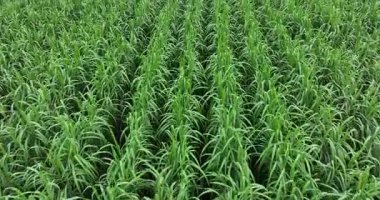 Tarlada büyüyen şeker kamışı bitkilerinin havadan görünüşü