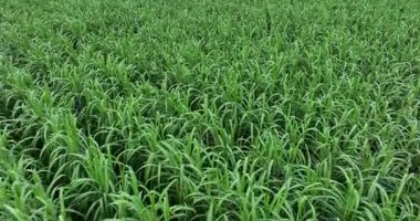 Taze yeşil yapraklı taze, canlı bitkiler sıcak güneş ışığında büyüyor..