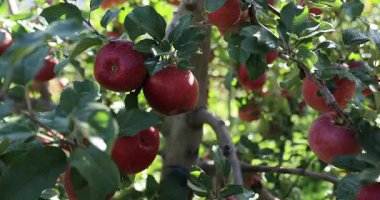 Erkek eli daldan meyve topluyor, kırmızı elmalar ağaca asılıyor.