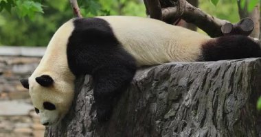 Dev bir panda, siyah beyaz vücudu gri bir kayanın üzerinde dinleniyor..