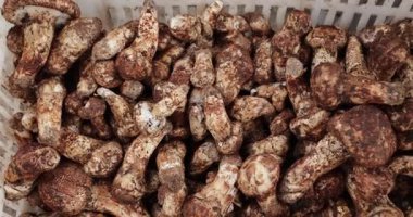 Çin 'deki Wild Tricholoma matsutake mantarlarına yakından bakın.   
