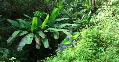 Uzun, ince bir şelale, yemyeşil yapraklarla kaplı sarp bir tepeden aşağı dökülür..