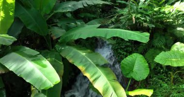 Yeşil orman palmiyeleriyle tropikal ormanda şelale 