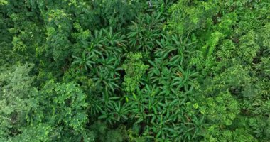 Gökyüzü manzarası yoğun, yemyeşil tropikal orman tepe örtüsüne bakıyor..