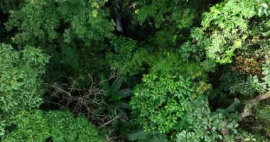 Dar bir şelale, yoğun yeşil ormanla kaplı kayalık bir geçitten aşağı dökülür..