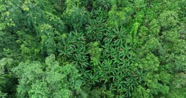 Yoğun, yemyeşil tropikal orman tepe örtüsünün havadan görünüşü.