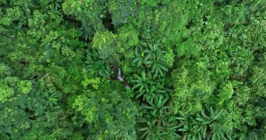Gökyüzü manzarası yoğun, yemyeşil tropikal orman tepe örtüsüne bakıyor..