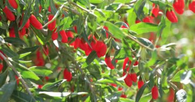 Parlak kırmızı, sarkık dutlar yeşil yapraklı dallardan sarkan 