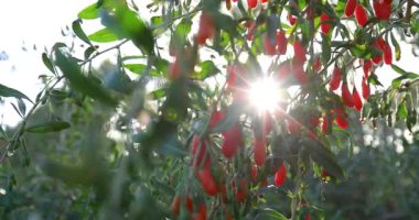 Parlak kırmızı, sarkık dutlar yeşil yapraklı dallardan sarkan 