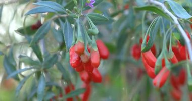 Parlak kırmızı, dikdörtgen böğürtlenler yapraklı yeşil dalları süslüyor. bahçe ağaçları