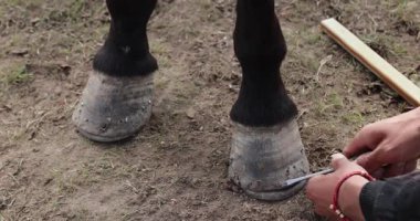 Tibetliler atın ayağına yeni bir at nalı takıyor.    