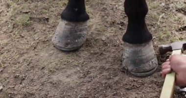Tibetliler atın ayağına yeni bir at nalı takıyor.    