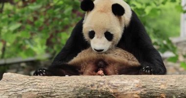 Tapılası dev panda hayvanat bahçesine sıçıyor.