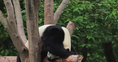 Hayvanat bahçesindeki ağaçta yatan sevimli dev panda.