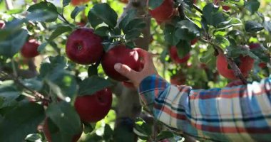 Meyve bahçesinden elma toplayan kişinin yakın çekim görüntüsü