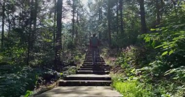 Bir yürüyüşçü, güneşli, sık ve yemyeşil bir ormanda yükselen tahta basamaklara tırmanır. .