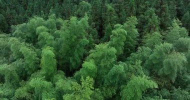 Yoğun, canlı yeşil orman tepe örtüsü doğrudan yukarıdan havadan görülüyor..