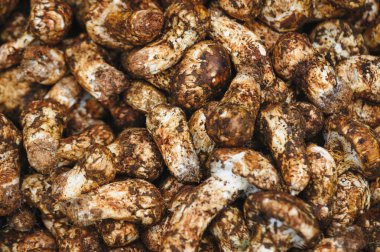Çin 'de Tricholoma matsutake mantarı.