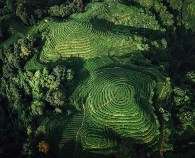 Çin 'deki güzel çay hasadı teras manzarasının havadan görüntüsü.