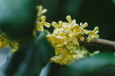 Ağaçta açan tatlı zeytin, yakın.
