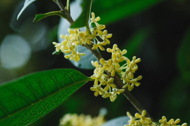 Ağaçta açan tatlı zeytin, yakın.